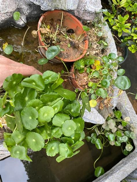 水 種 植物 養魚 屬狗適合的方位